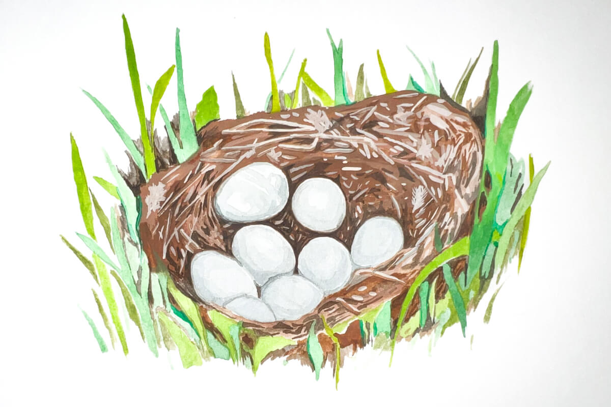 Mallard nest. Illustration by Katie Tucker, DU
